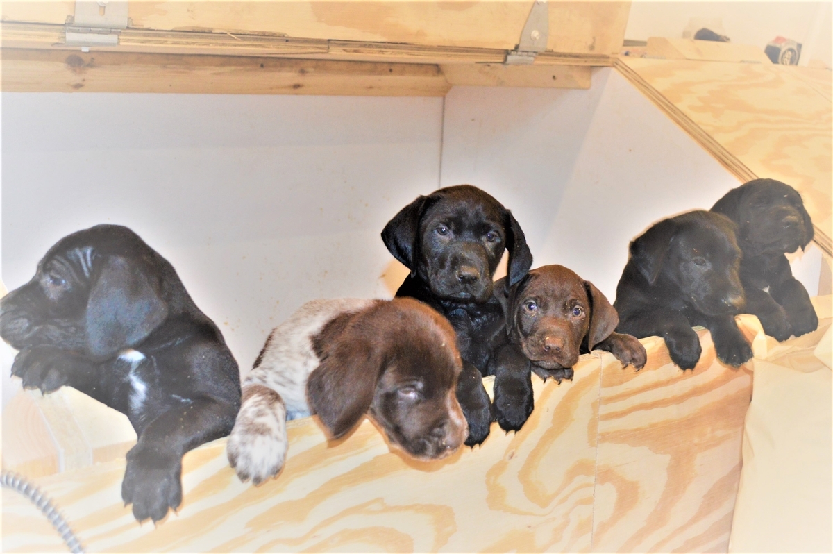Lab cross hunting dogs for sale started and puppies