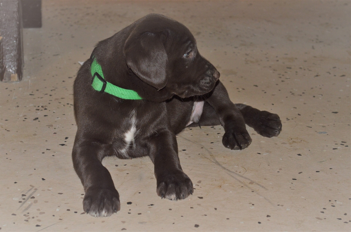 Chocolate Lab Hybrid Puppies For Sale