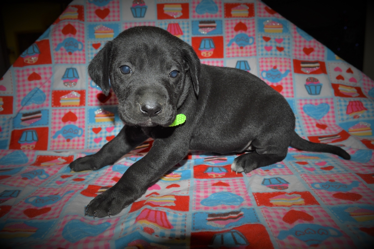 Pointing Labrador Hybrid puppies for sale