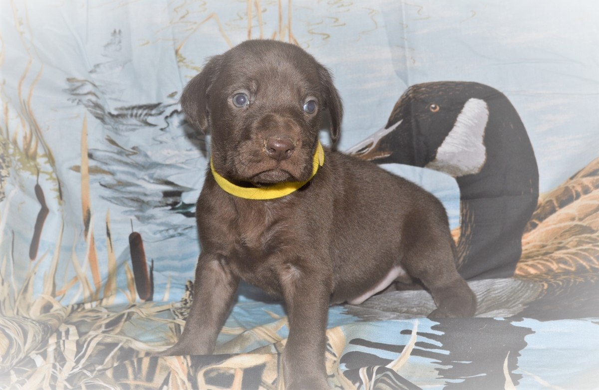 Pointing Labrador Hybrid puppies for sale