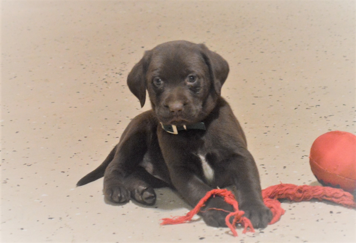 Chocolate Lab Hybrid Puppies For Sale