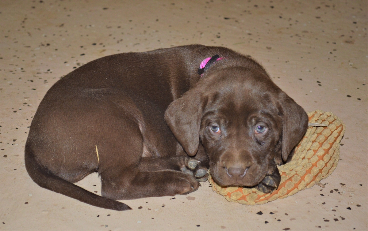 Hybrid Labrador Puppies for sale Black Lab, Spotted Lab