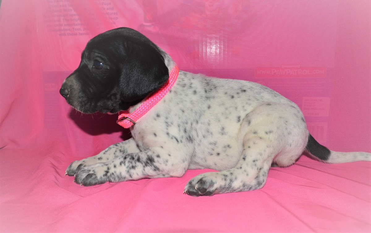 Hybrid Labrador Puppies for sale Black Lab, Spotted Lab Puppies for sale