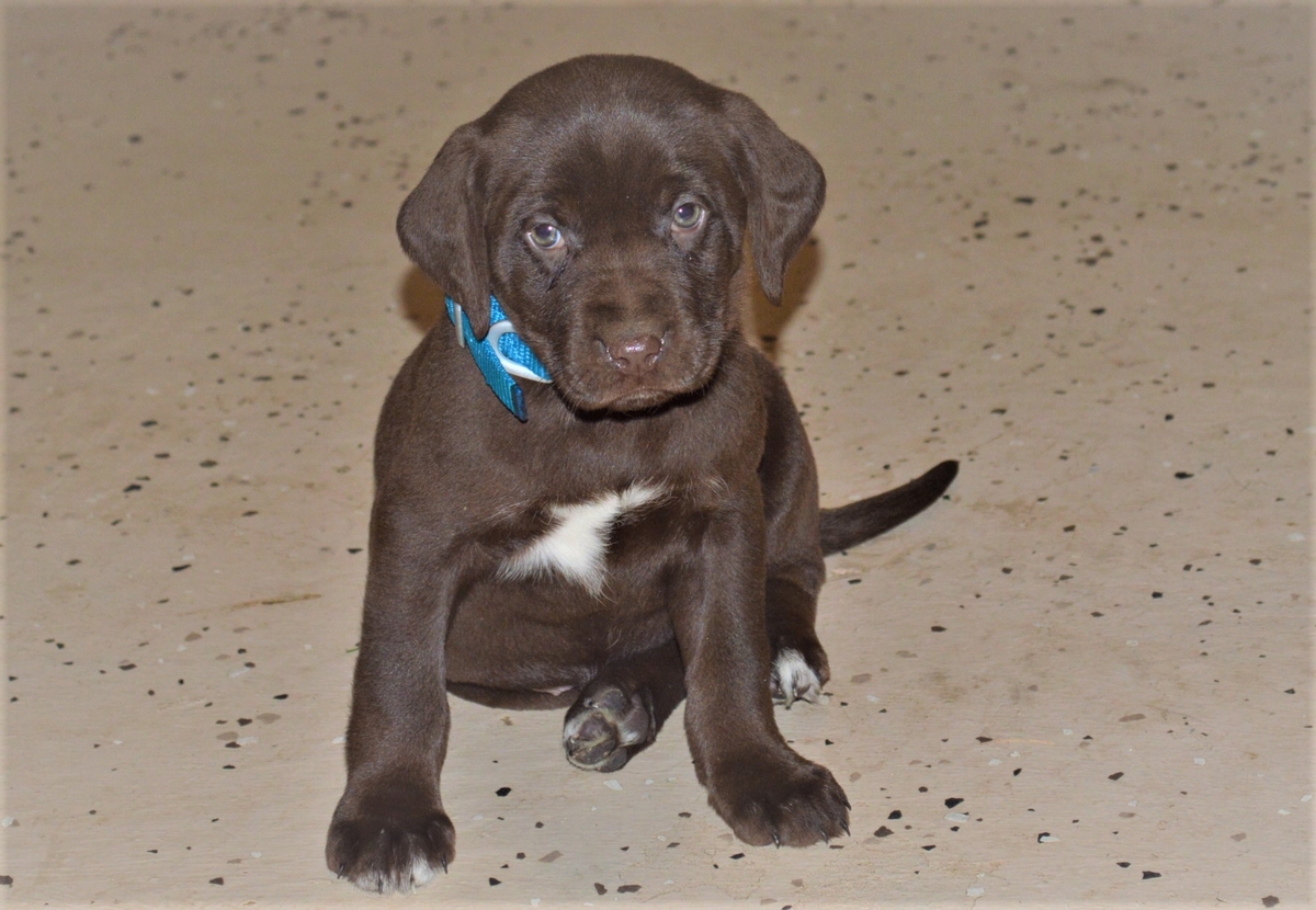 Chocolate Lab Hybrid Puppies For Sale