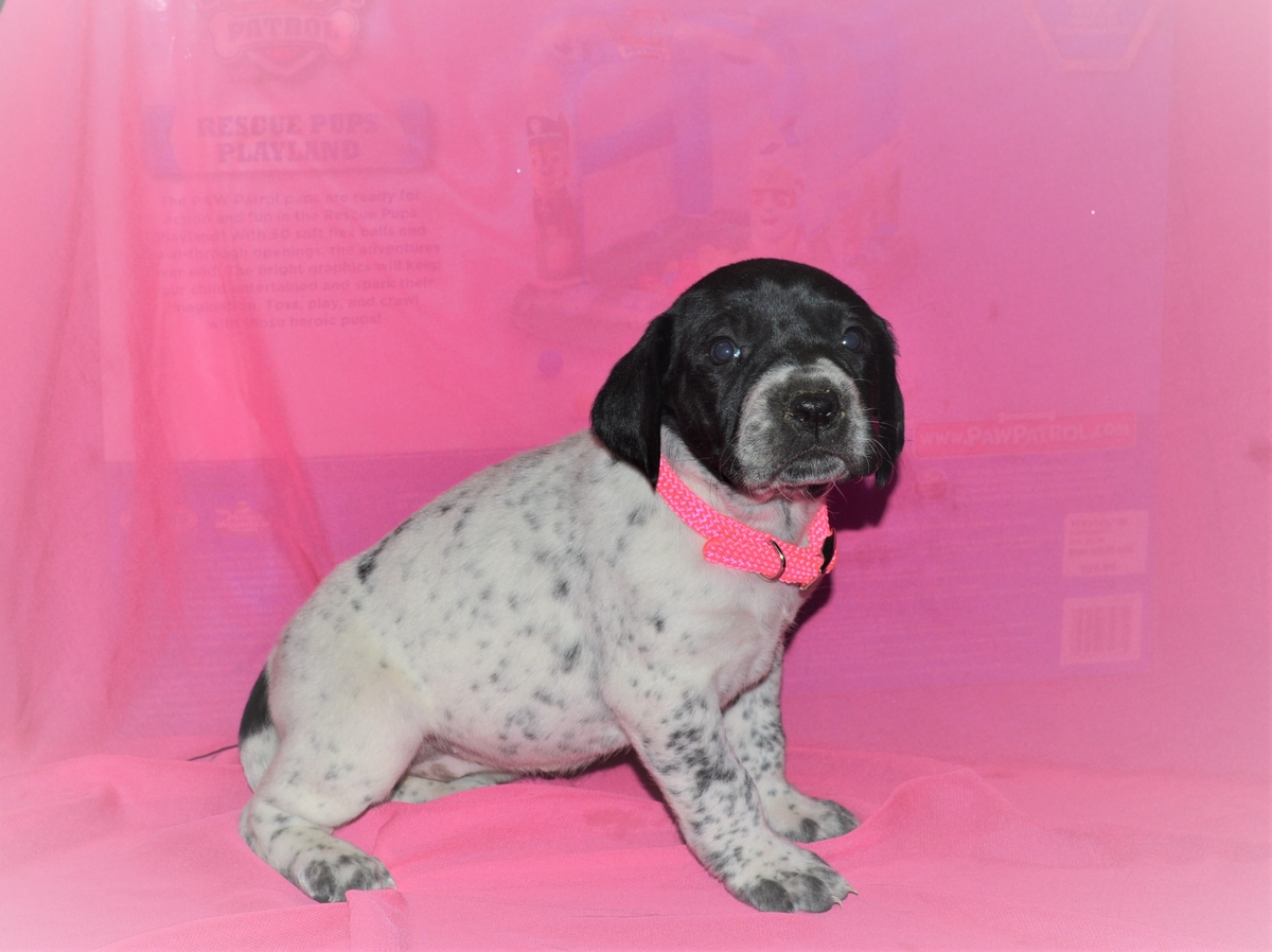 Hybrid Labrador Puppies for sale Black Lab, Spotted Lab Puppies for sale