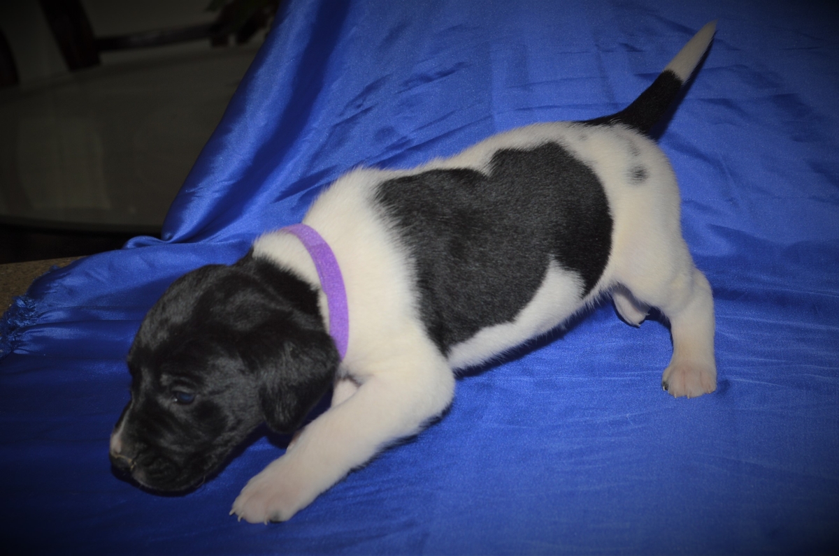 Hybrid Labrador Puppies for sale Black Lab, Spotted Lab Puppies for sale