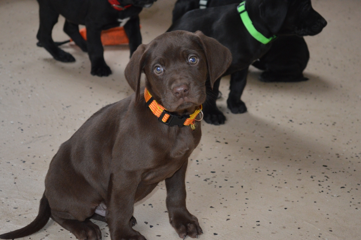 Pointing Labrador Hybrid puppies for sale