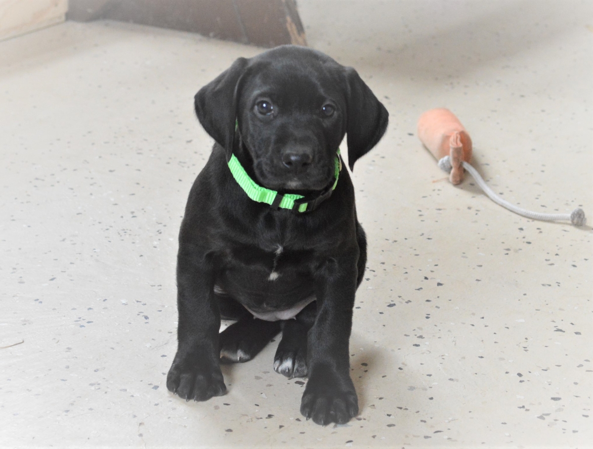 Pointing Labrador Hybrid puppies for sale