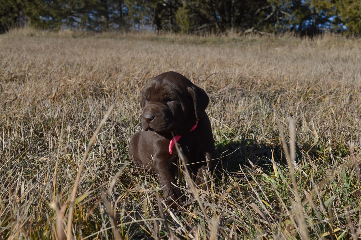 Chocolate Gun Dog Puppies for sale
