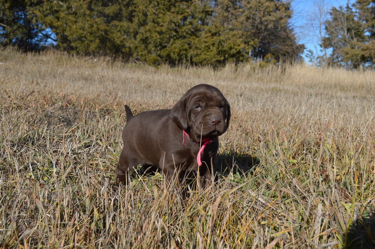 Chocolate Gun Dog Puppies for sale