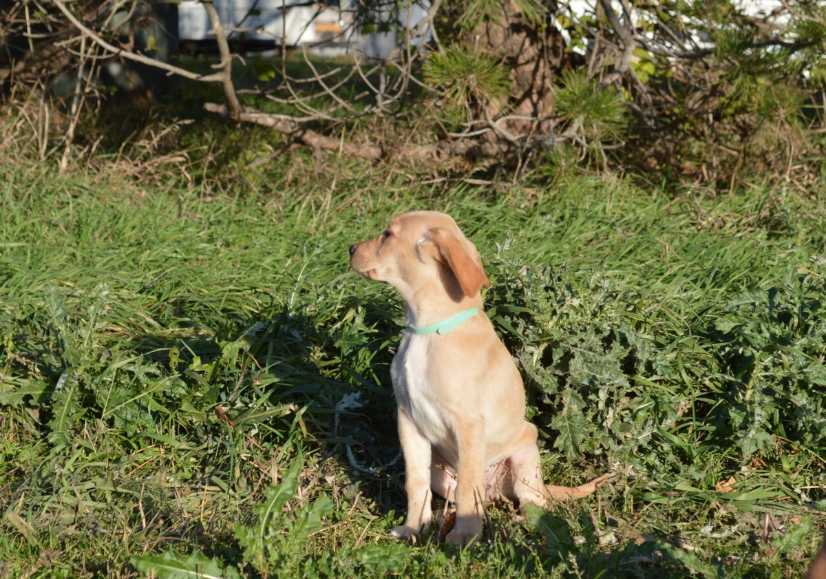 Labrador cross puppies for sale