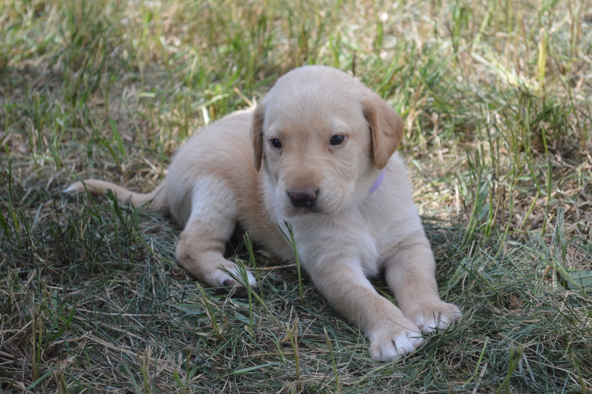 Pointing Labrador Hybrid puppies for sale