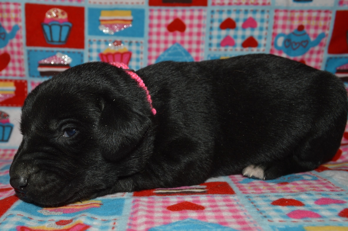 Chocolate Lab Hybrid Puppies For Sale
