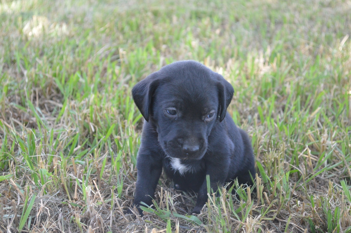 Labrador retriever puppies for sale family dogs
