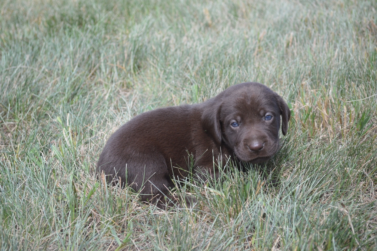 Chocolate Female Lab puppies for sale smaller size labradors