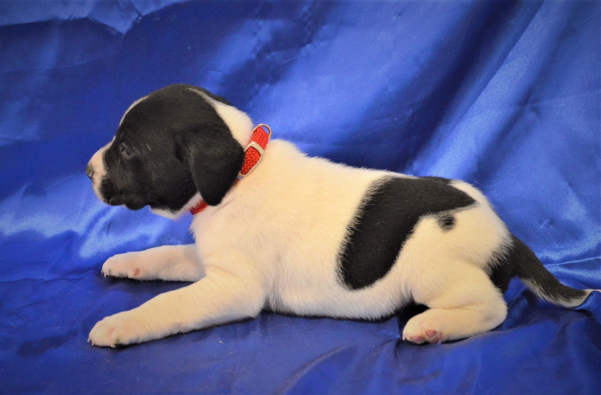 hunting dogs for sale