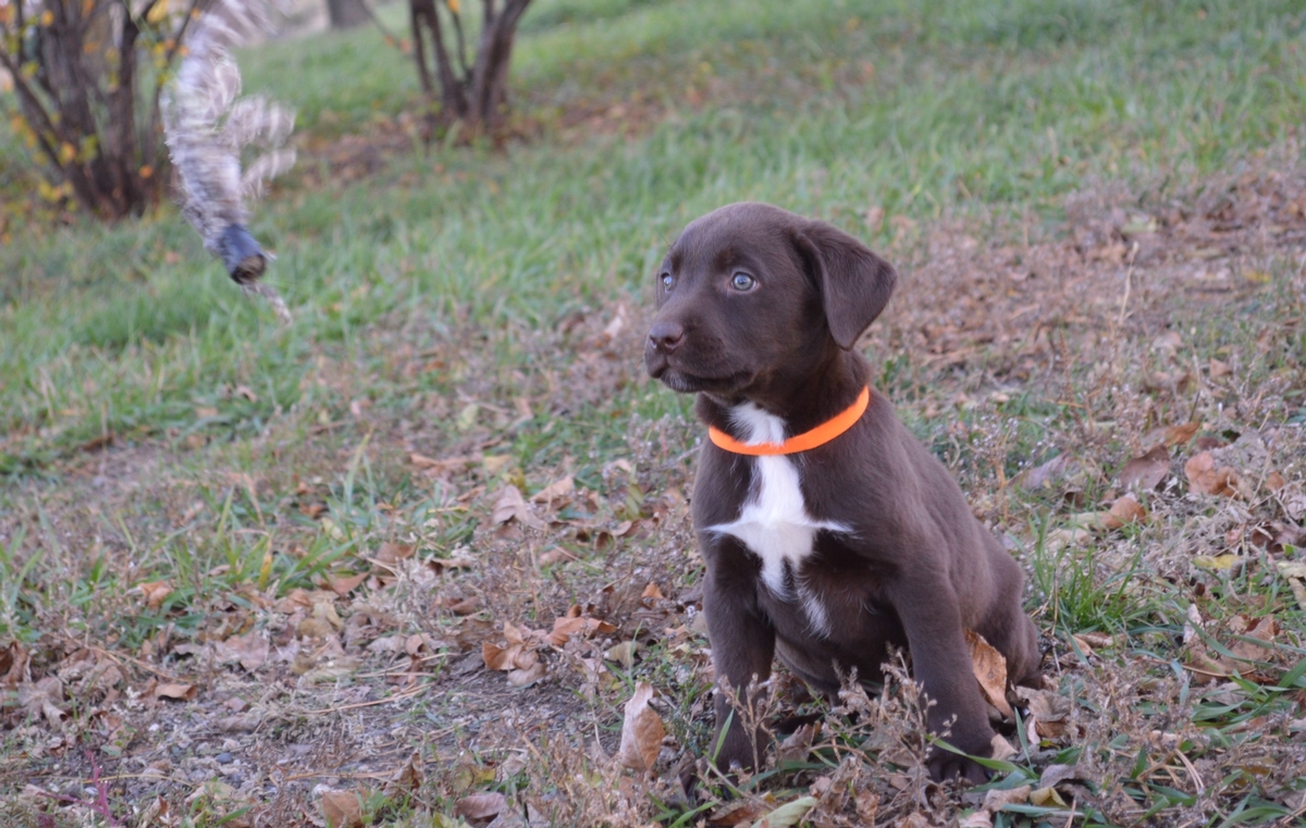 Chocolate Lab Hybrid Puppies For Sale