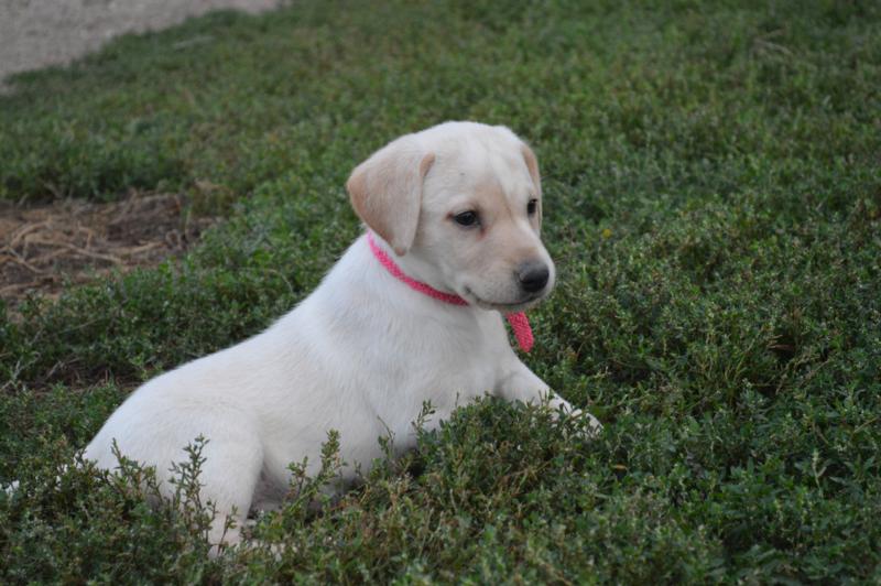 female yellow lab puppies for sale hunting dogs