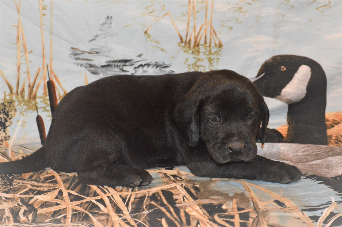 hunting dogs for sale