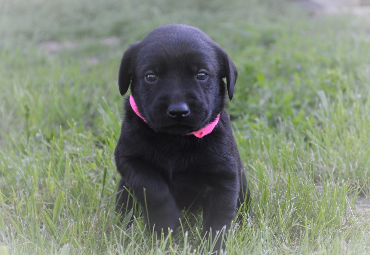 Hybrid Labrador Puppies for sale Black Lab, Spotted Lab Puppies for sale