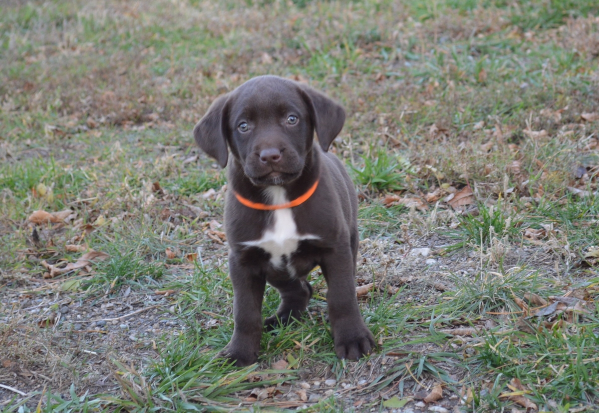 Chocolate Lab Hybrid Puppies For Sale