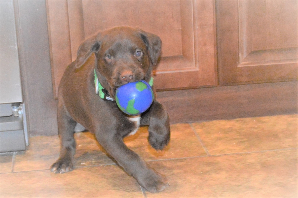 Chocolate Labrador Puppies for sale in south dakota