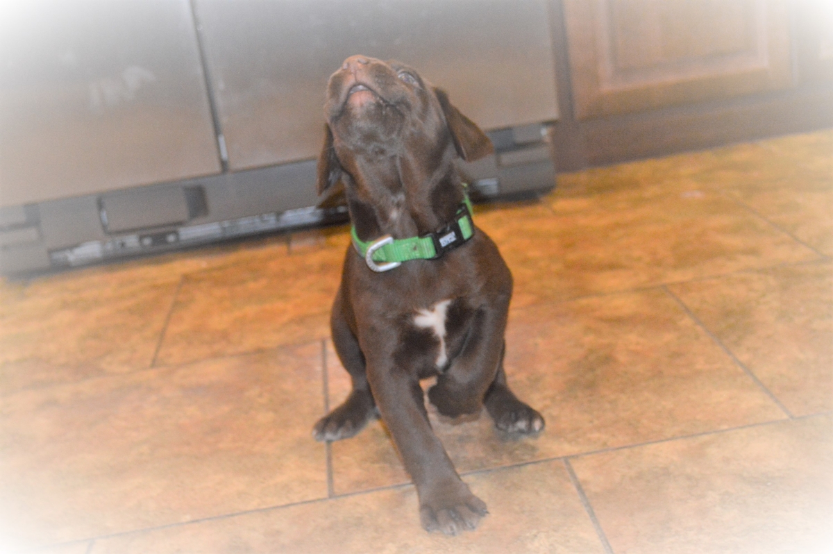 Chocolate Labrador Puppies for sale in south dakota