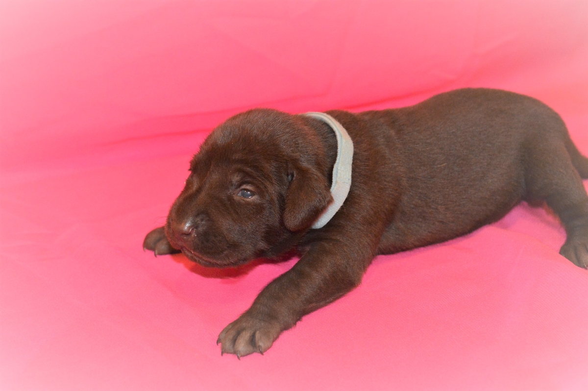 Chocolate Lab Hybrid Puppies For Sale in Commercial Range Rover