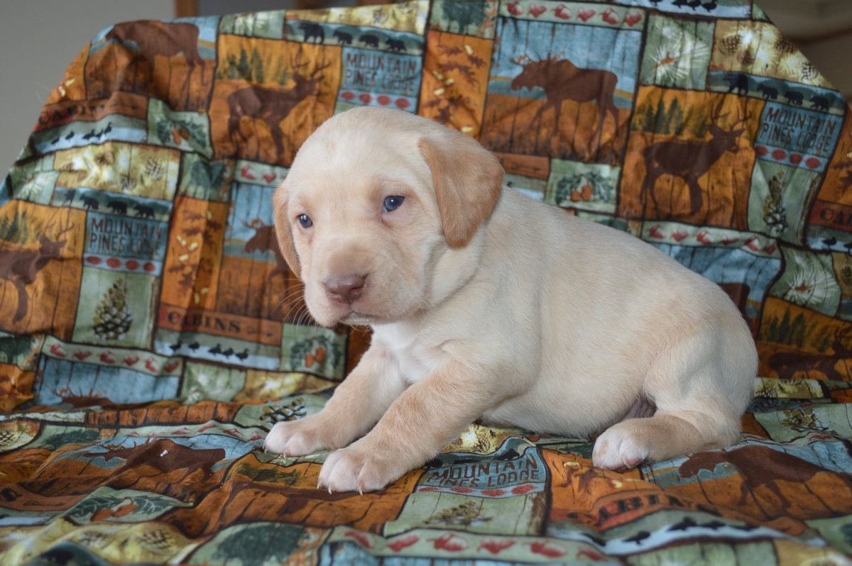 Yellow Lab female puppy