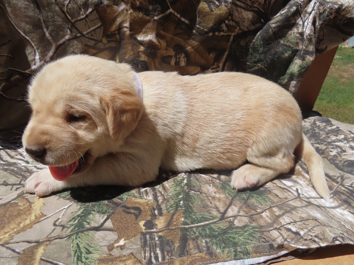 Hunting dogs Hybrid Retriever spotted puppies for sale