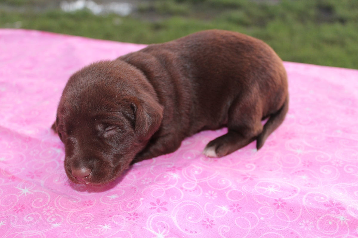 Chocolate Lab Hybrid Puppies For Sale