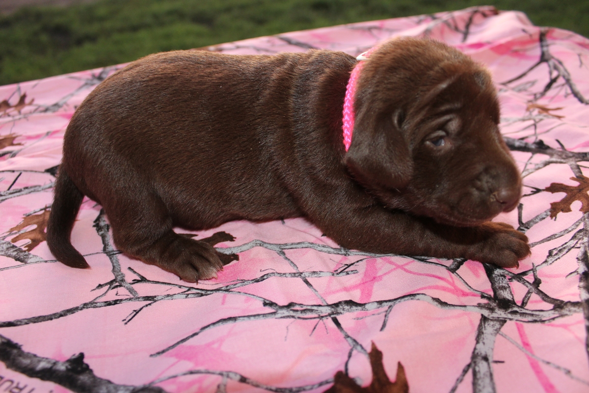 Chocolate Lab Hybrid Puppies For Sale