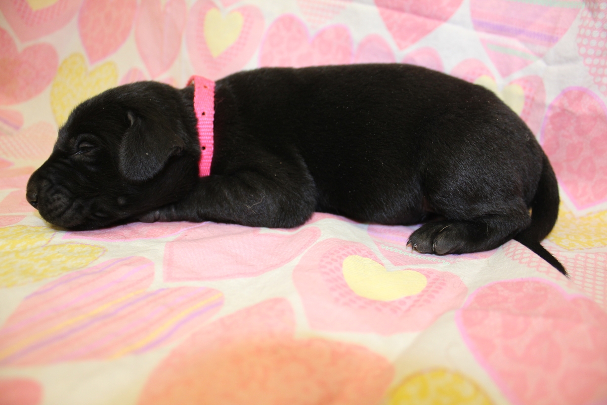 Labrador Puppies hunting dogs for sale