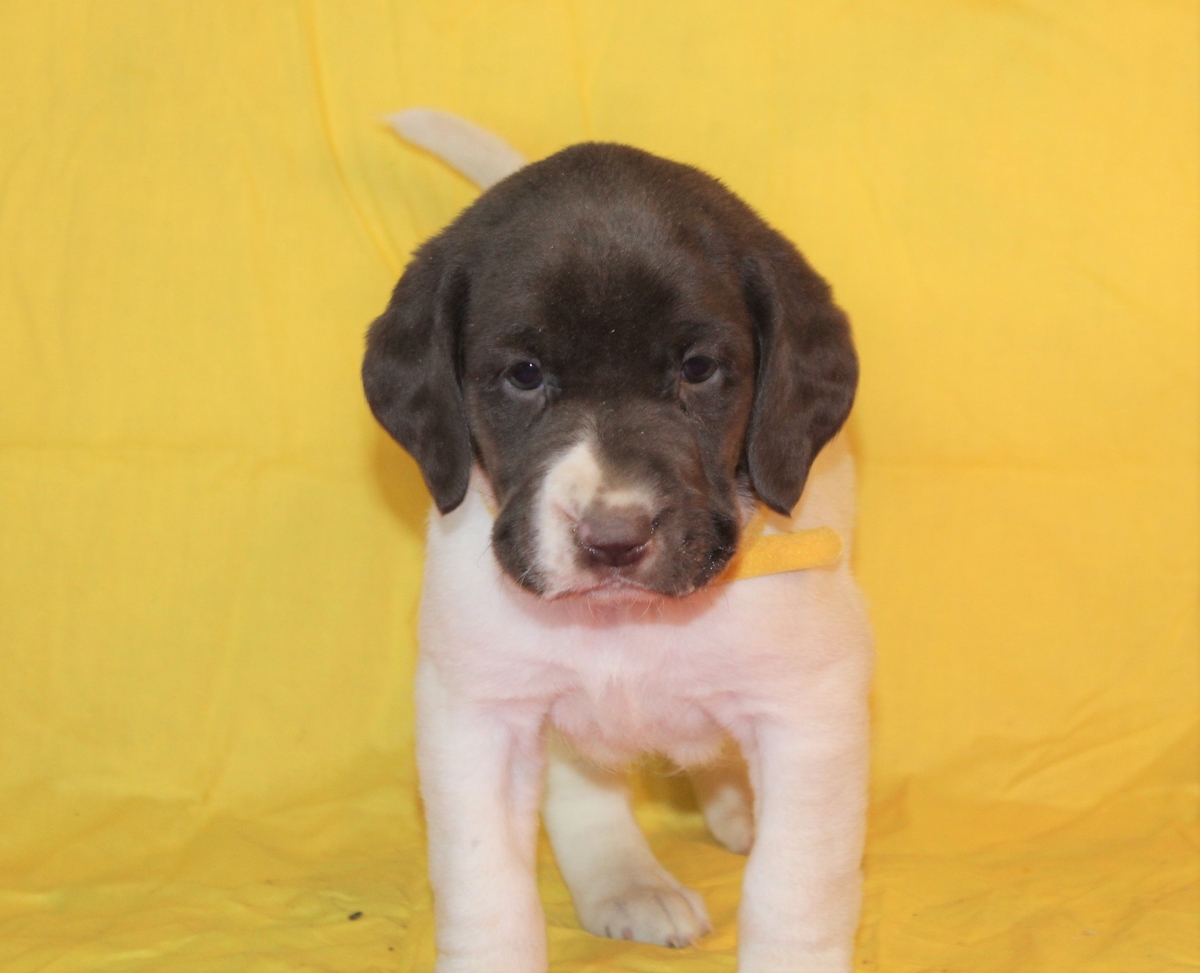 Chocolate Lab Hybrid Puppies For Sale