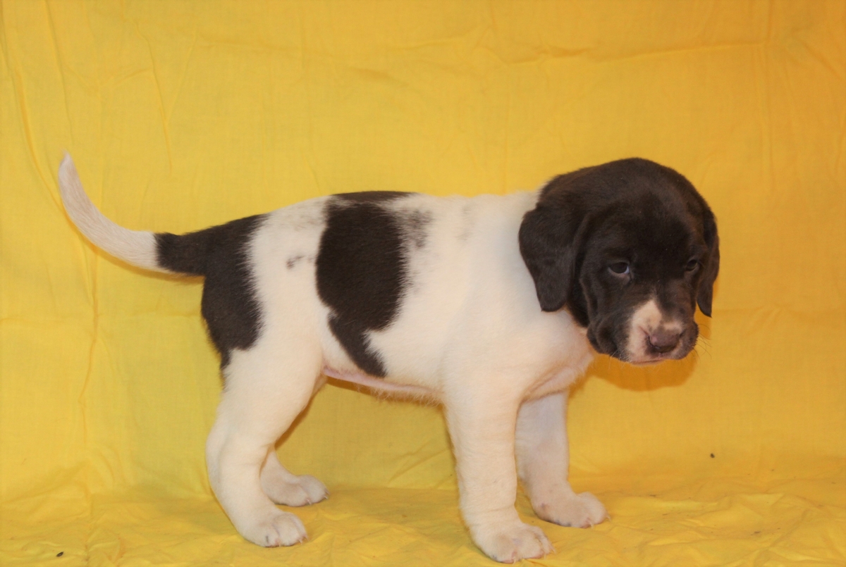 Chocolate Lab Hybrid Puppies For Sale