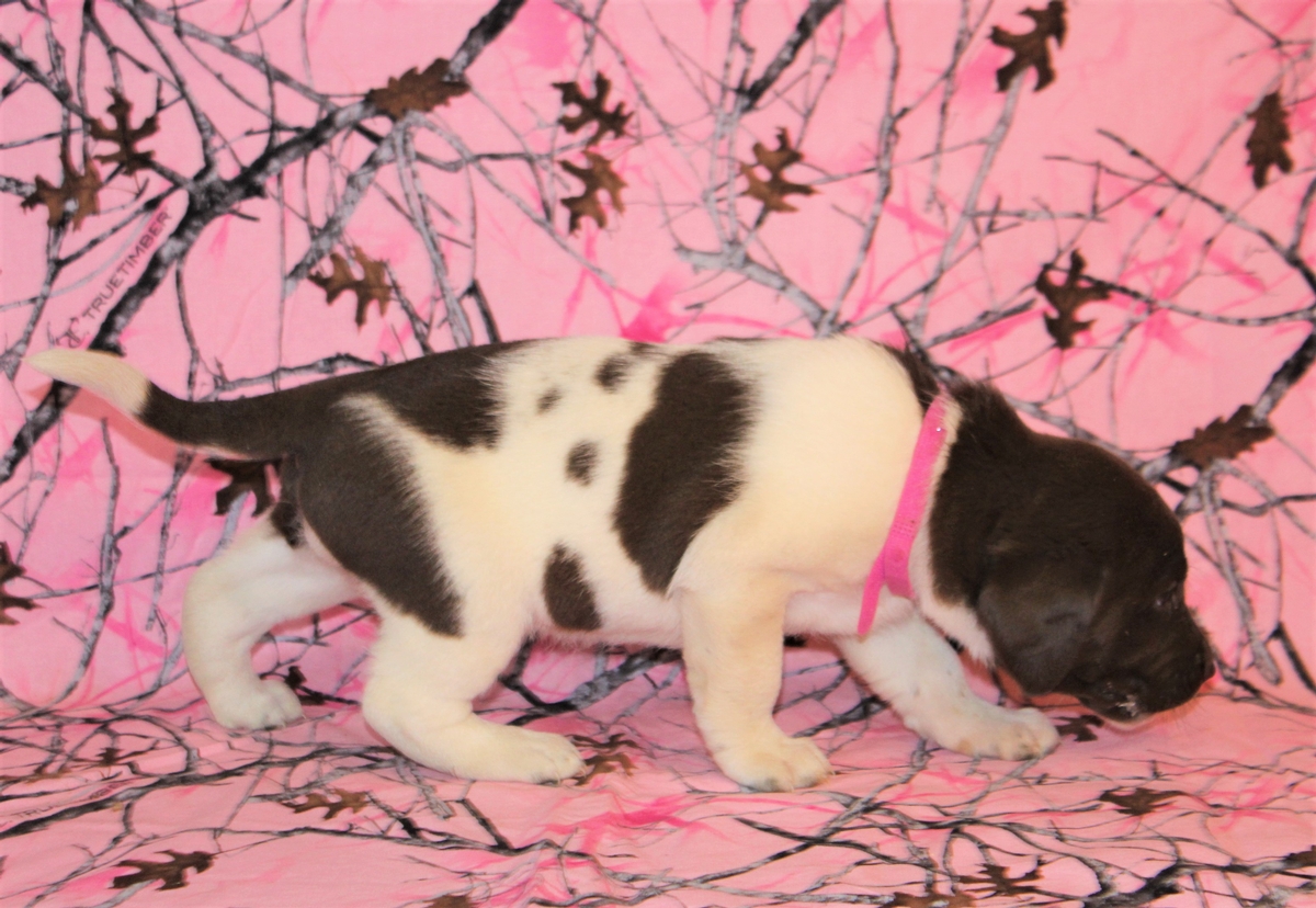 Pheasant and duck hunting dogs for sale in South Dakota