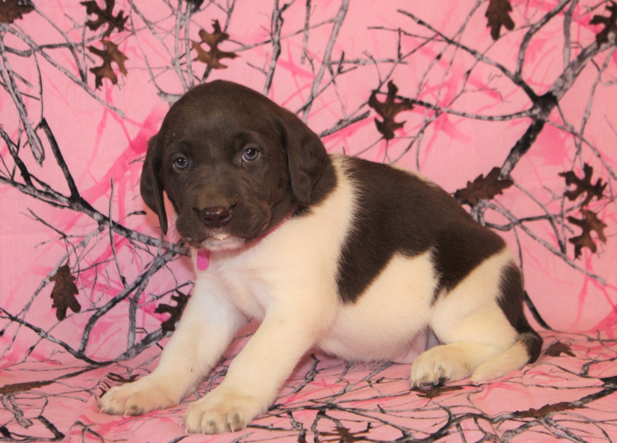 Pheasant and duck hunting dogs for sale in South Dakota