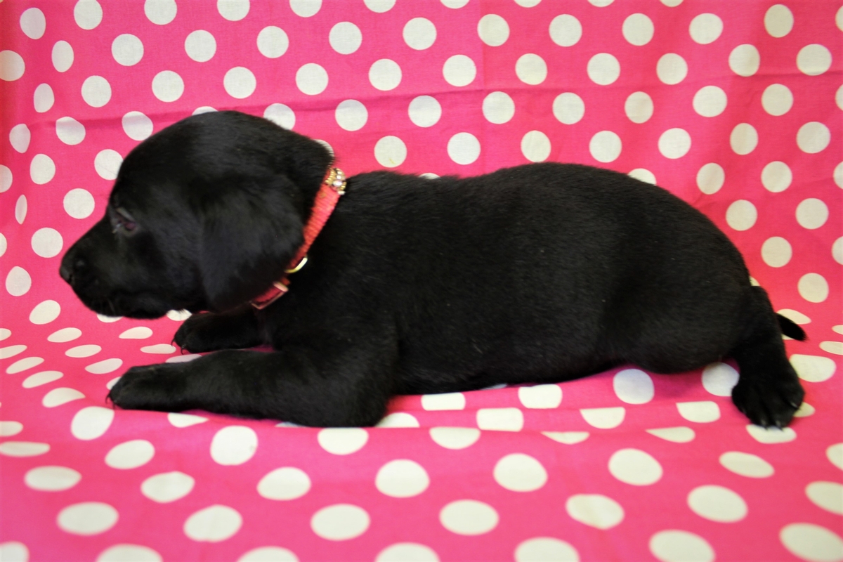Labrador Puppies hunting dogs for sale