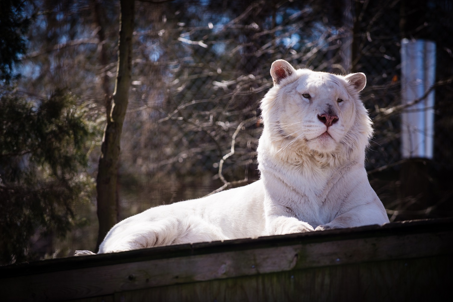 Caswell County Animal Shelter / Animal Protection Society