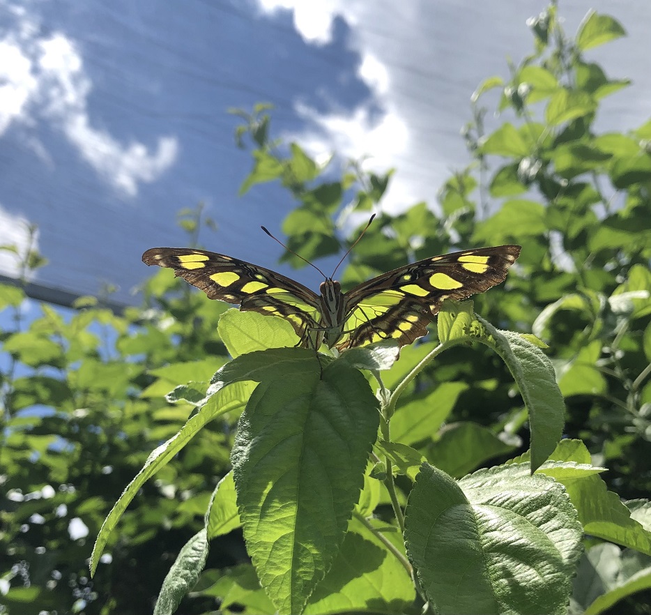 On the Wing of Spring Danville Science Center