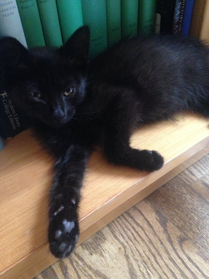 Tiny Kitten Tree Rescue Hyde Park Cats