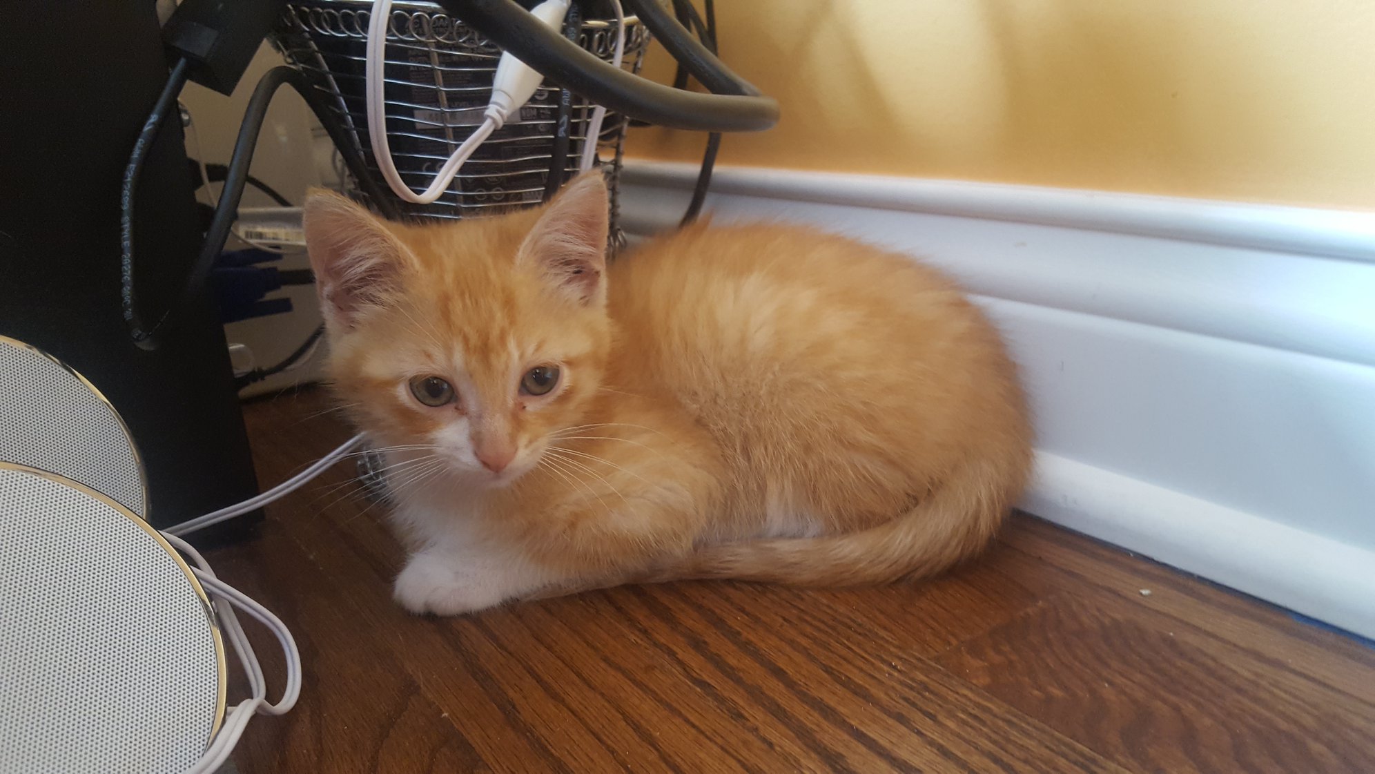 Staples Kittens Hyde Park Cats