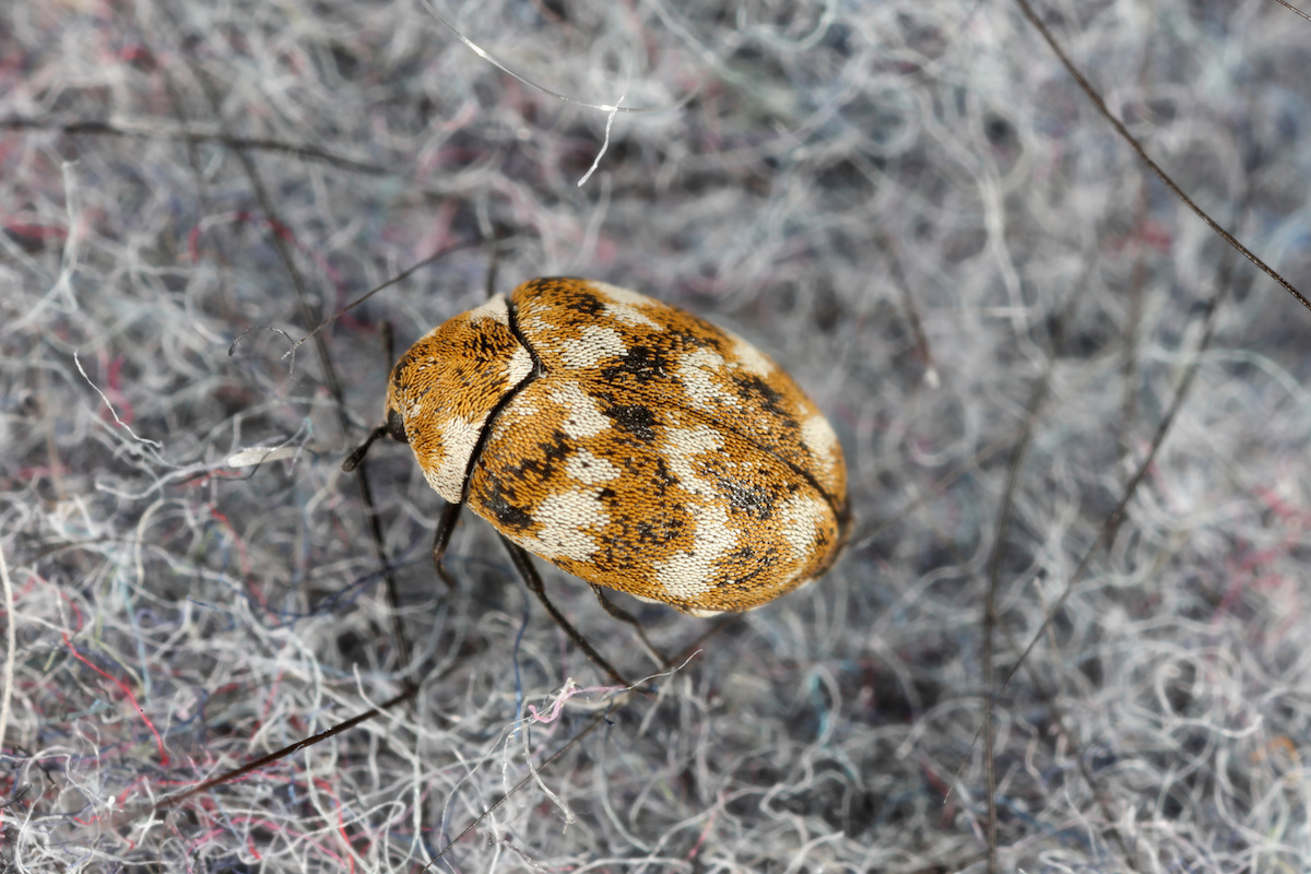 How to Get Rid of Carpet Beetles