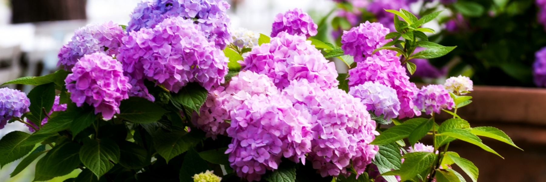 The Penny McHenry Hydrangea Festival Douglasville GA The Penny McHenry