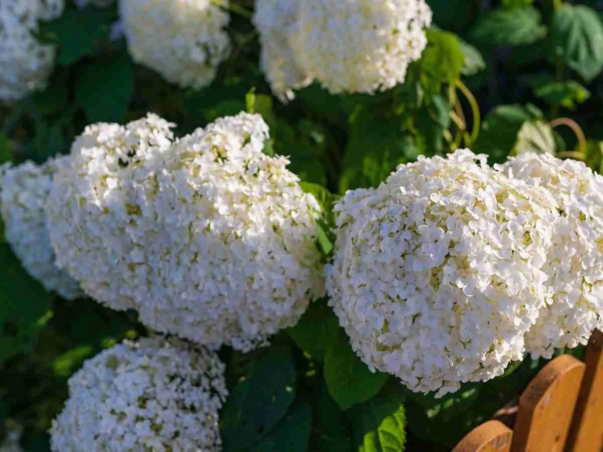 Are Hydrangeas Acid Loving Plants? Hydrangea Love