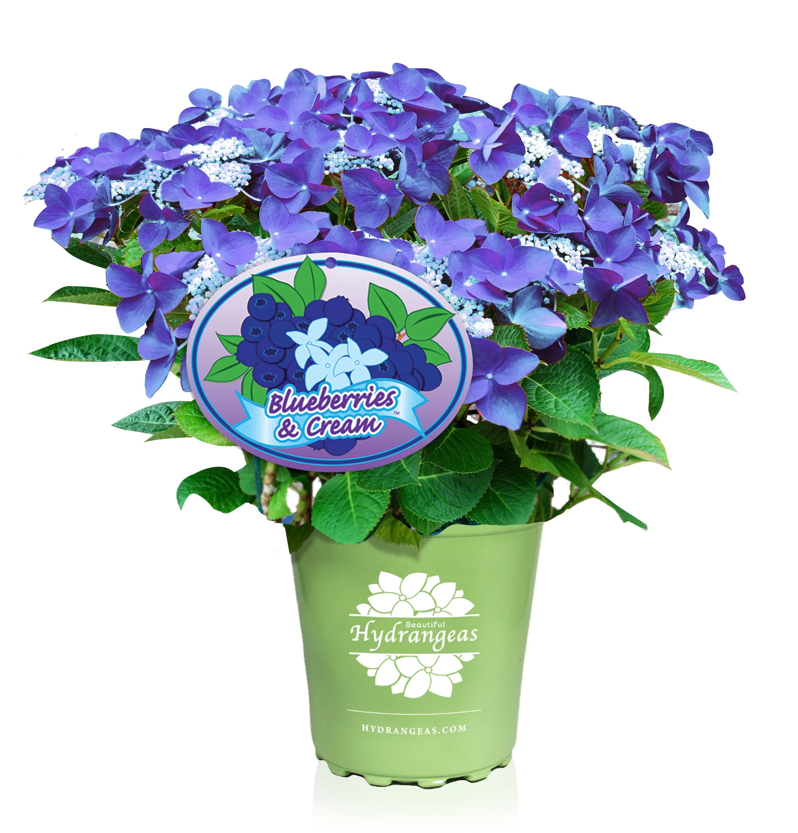 Blueberries & Cream Hydrangea