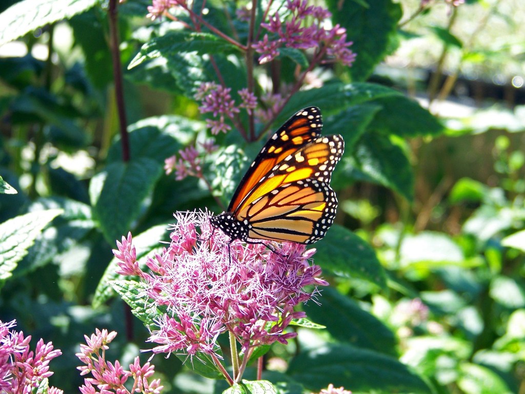 Plant Florida Native Milkweed to Save Monarch Butterflies Hydrangeas Blue
