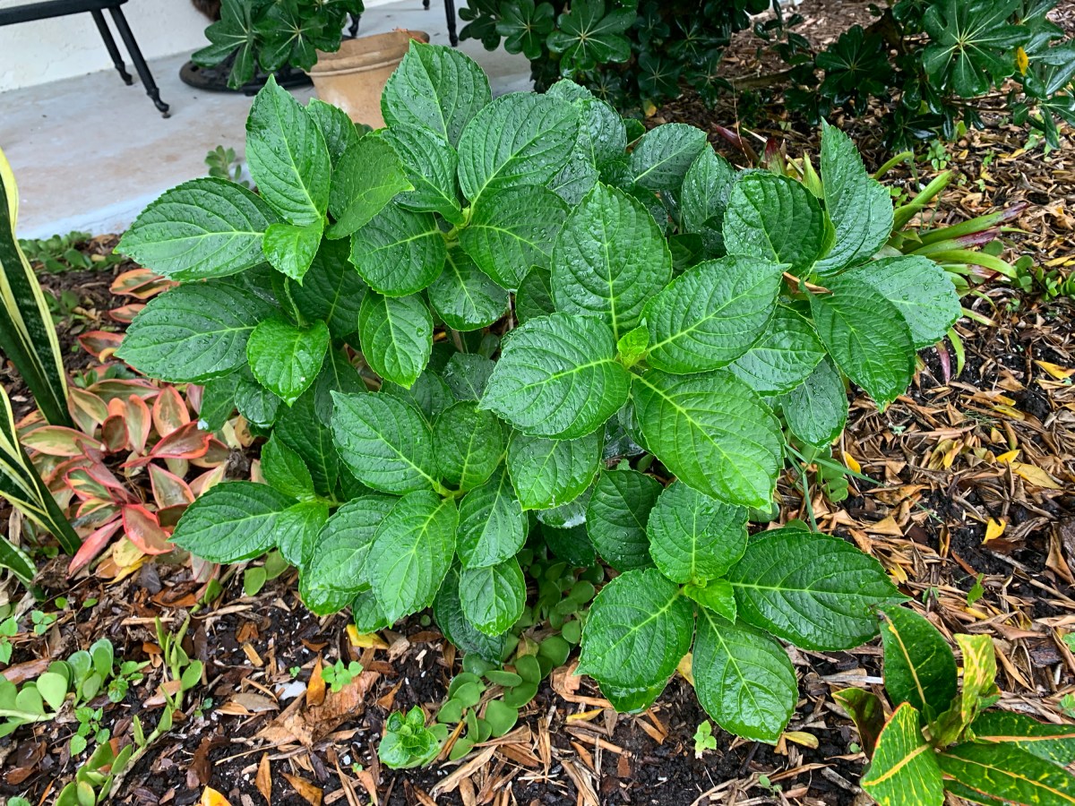 Back to Life, My Florida Hydrangea Looks Good Hydrangeas Blue
