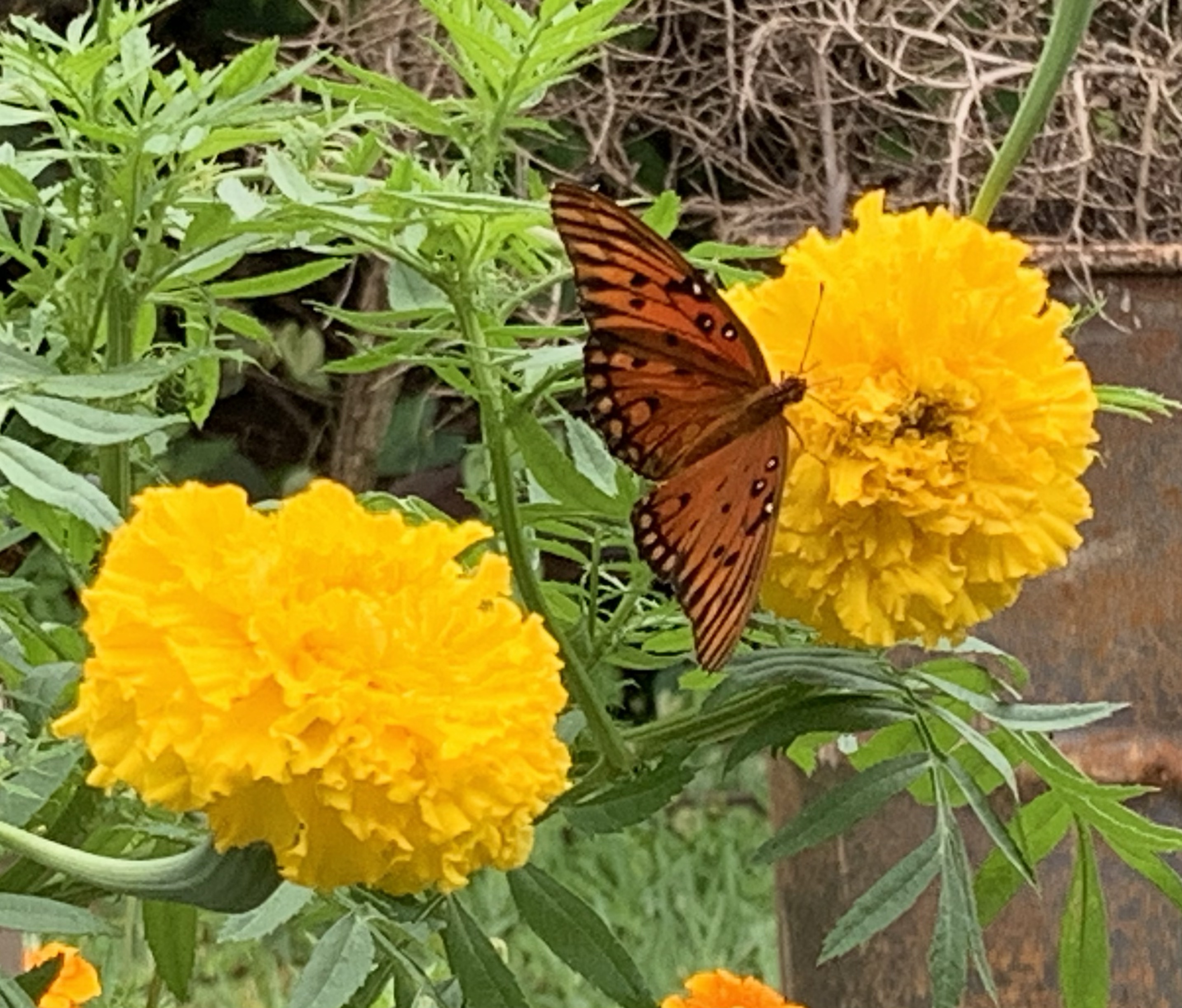 Marigolds in the Florida Vegetable Garden Hydrangeas Blue