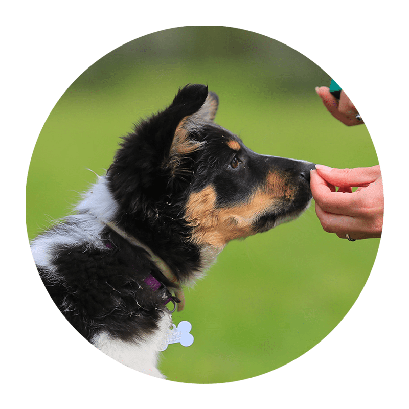 Dog Hotel Services Hydrant Hotel